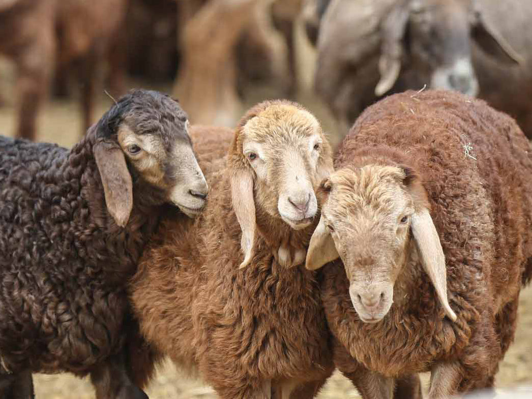 sohle 3mm-filz-einlegesohlen-beige #farbe_beige