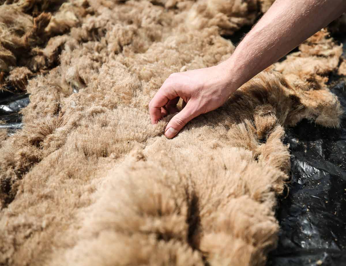 7 5mm-filz-einlegesohlen-maisgelb #farbe_maisgelb