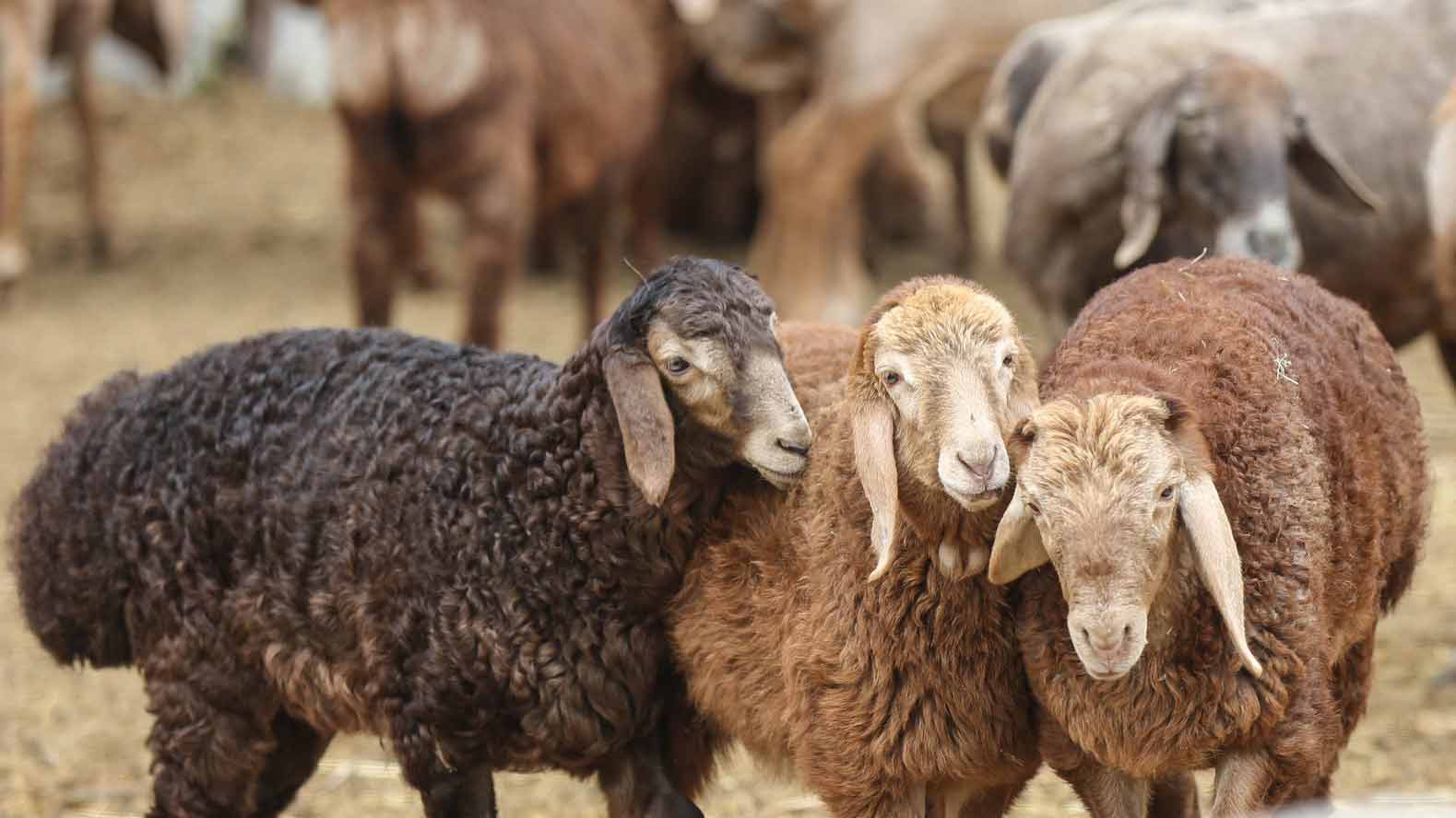 sohle 5mm-filz-einlegesohlen-orange #farbe_orange