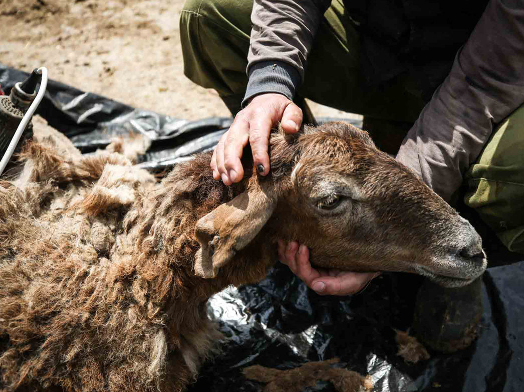 1 5mm-filz-einlegesohlen-hellgrau #farbe_hellgrau